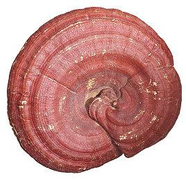 《UFC5》首部前瞻预告片 实机玩法及特性讲解